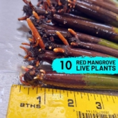 10 Red Mangroves (WITH ROOTS) 1000x1000