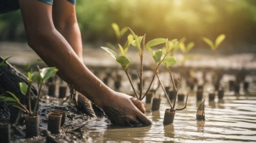 5 Ways To Protect Mangroves - Save Mangroves Nursery