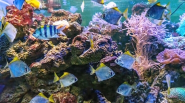 Monodactylus argenteus, silver moonyfish, silver moony, butter bream, diamondfish in marine aquarium. Tropical fish in oceanarium pool with coral reef and algae. Marine, sea, underwater life