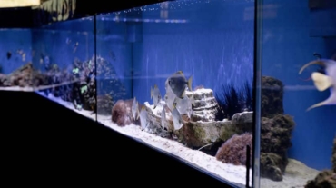 aquariums with fish in oceanarium, fish underwater