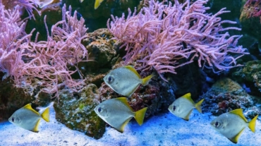 Monodactylus argenteus, silver moonyfish, silver moony, butter bream, diamondfish in marine aquarium. Tropical fish in oceanarium pool with coral reef and algae. Marine, sea, underwater life