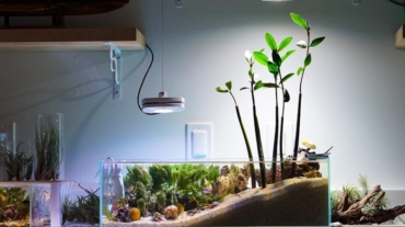 Save Mangroves Nursery - Blog Post 07-12-24 Aquarium