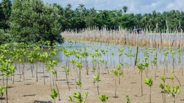 Mangrove Tree