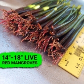 14-18 Inches Tall - 2-4 Leaves - Save Mangroves Nursery 0