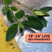 18-24in Red Mangroves 00 - Save Mangroves Nursery