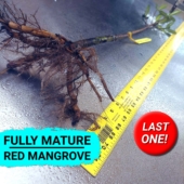 30R-04-082324 - Save Mangroves Nursery (thumbnail)