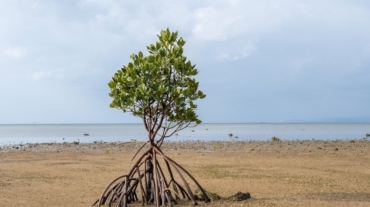 Are Mangroves Difficult To Grow - Save Mangroves Nursery