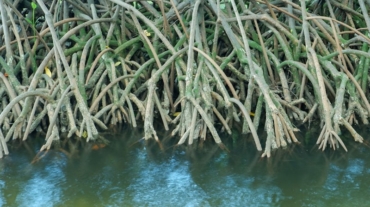 Avoid These 5 Common Maintenance Problems with Your Mangroves - Save Mangroves Nursery