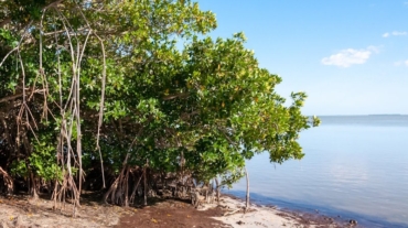 Bring the Coast to Your Aquarium with Mangroves - Here's How - Save Mangroves Nursery