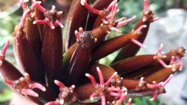 Can Mangroves Grow Without Substrate - Save Mangroves Nursery