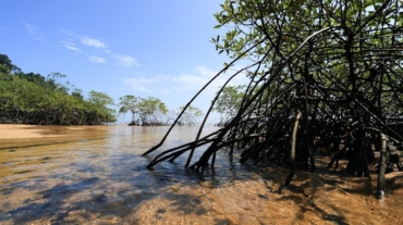 Do Mangroves Need Brackish Water - Save Mangroves Nursery