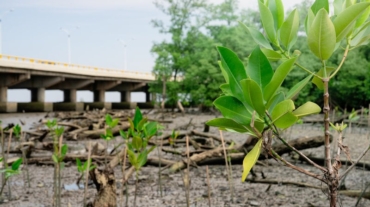 High pH Could Be Killing Your Mangroves - Here's How to Prevent It - Save Mangroves Nursery