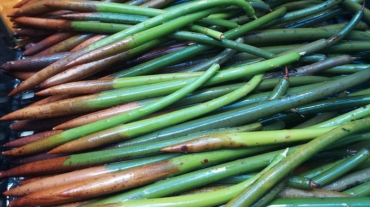 How Long Does It Take For Mangrove Propagules To Sprout - Save Mangroves Nursery