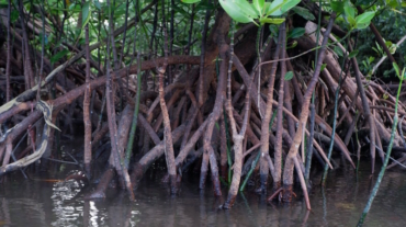 Keep Your Substrate in Top Shape for Mangroves with These 5 Tips - Save Mangroves Nursery