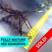 SOLD 30R-04-082324 - Save Mangroves Nursery