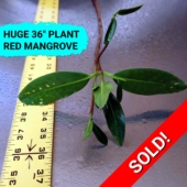 SOLD! Single 36 Inch Red Mangrove Plant - Save Mangroves Nursery (7)_1