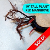 Single 19 Inch Red Mangrove Plant - SaveMangroves.com (1a) uncompressed