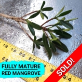 Single 24 Inch Red Mangrove Plant - Save Mangroves Nursery