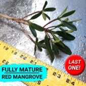 Single 24 Inch Red Mangrove Plant - Save Mangroves Nursery (THUMBNAIL)