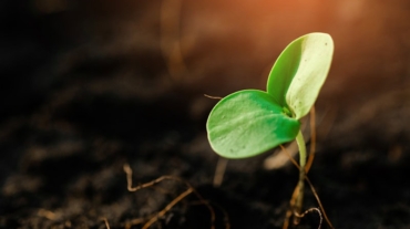 This Plant Could Be the Ultimate Freshwater Tank Filter