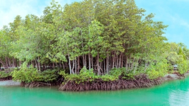 Why Are The Leaves On My Mangroves Turning Yellow - Save Mangroves Nursery