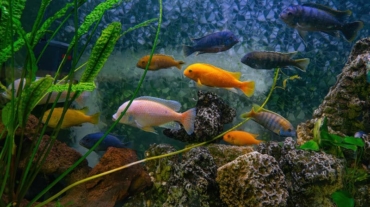 Pseudotropheus zebra, red african cichlid mbuna swimming in aquarium water wtih decor. Famous fresh water fish for aquarium hobby. Aquatic organism, underwater life, aquarium pet