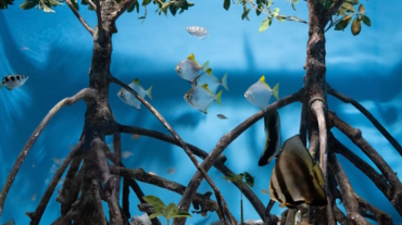 save mangroves nursery - fish hiding in mangroves 800x533