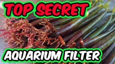 Top Secret Aquarium Filter 800x450