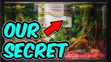 5 Things To Know Before Adding Mangroves To Your Tank