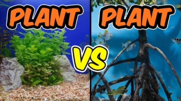 Aquarium Plants vs. Mangroves Which One Wins