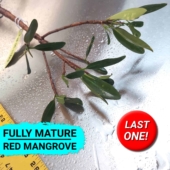 28R-09-111324 - Save Mangroves Nursery - Thumbnail