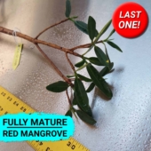 30R-07-111324 - Save Mangroves Nursery - Thumbnail