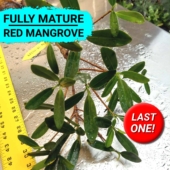 36R-15-111324 - Save Mangroves Nursery - Thumbnail