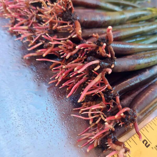 10”-14” Red Mangroves With Roots & 2-4 Leaves - Image 4
