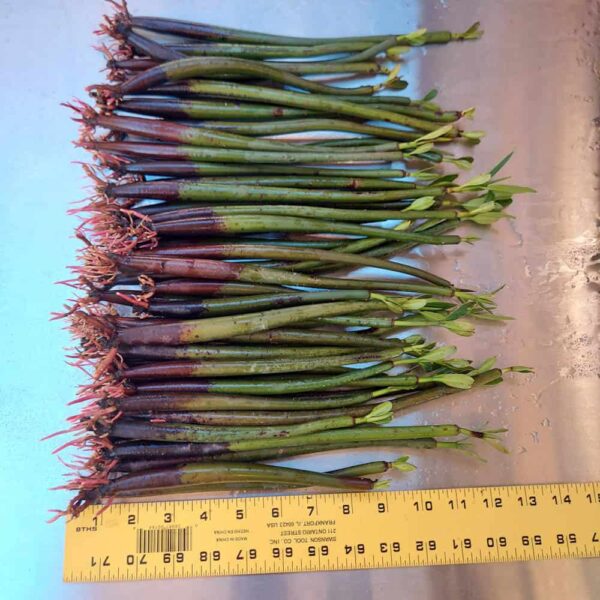 10”-14” Red Mangroves With Roots & 2-4 Leaves - Image 5