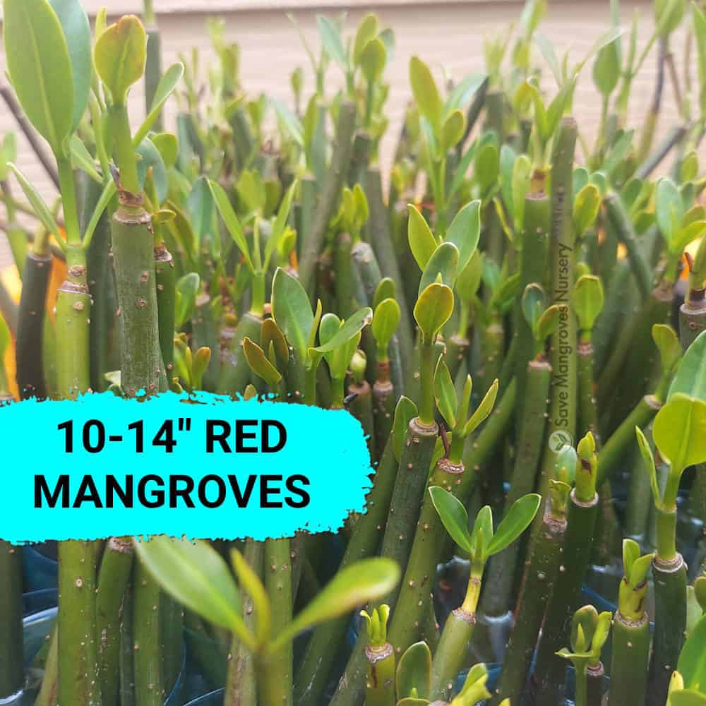 10”-14” Red Mangroves With Roots & 2-4 Leaves