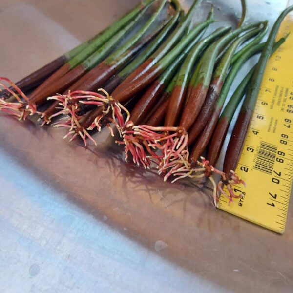 9"-14" Red Mangroves With Roots, No Leaves - Image 4