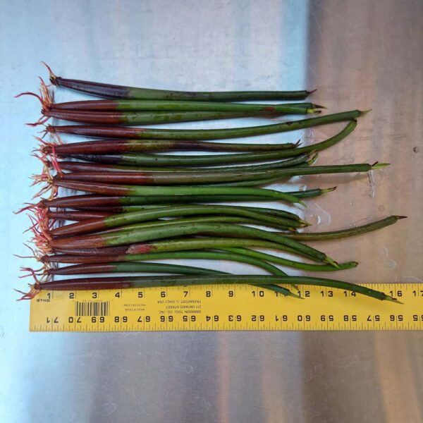 9"-14" Red Mangroves With Roots, No Leaves - Image 5