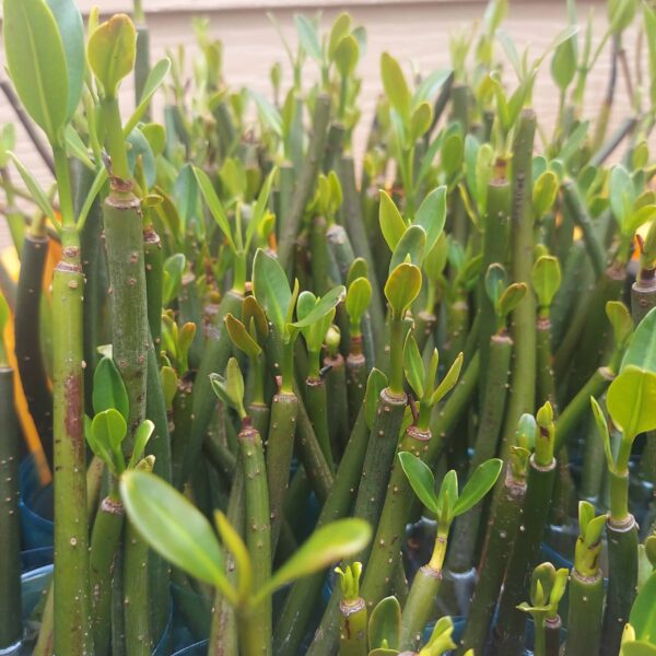 14”-18” Red Mangroves With Roots & 2-4 Leaves - Image 4