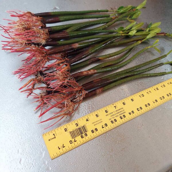 14”-18” Red Mangroves With Roots & 2-4 Leaves - Image 6