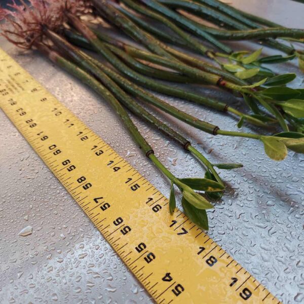 14”-18” Red Mangroves With Roots & 2-4 Leaves - Image 5