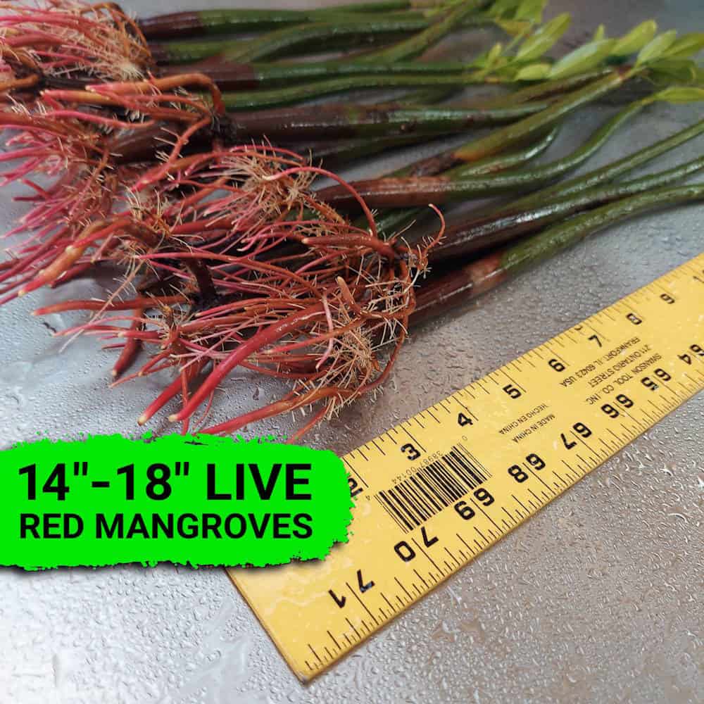 14”-18” Red Mangroves With Roots & 2-4 Leaves