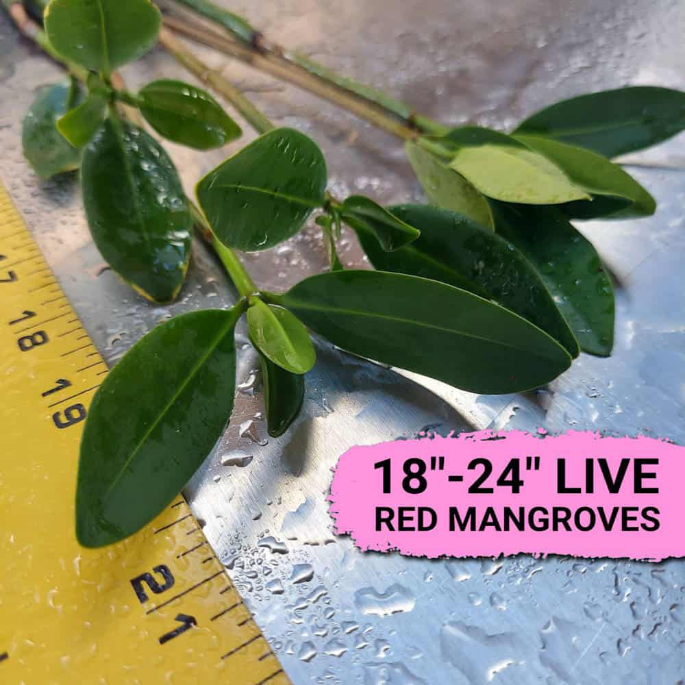 18”-24” Red Mangroves With Roots & 2-4 Leaves