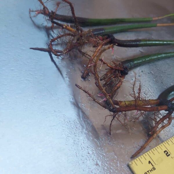 18”-24” Red Mangroves With Roots & 2-4 Leaves - Image 5
