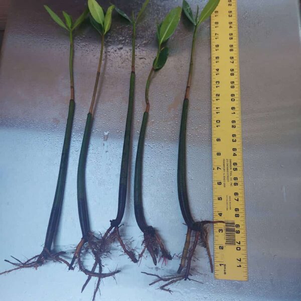 18”-24” Red Mangroves With Roots & 2-4 Leaves - Image 4