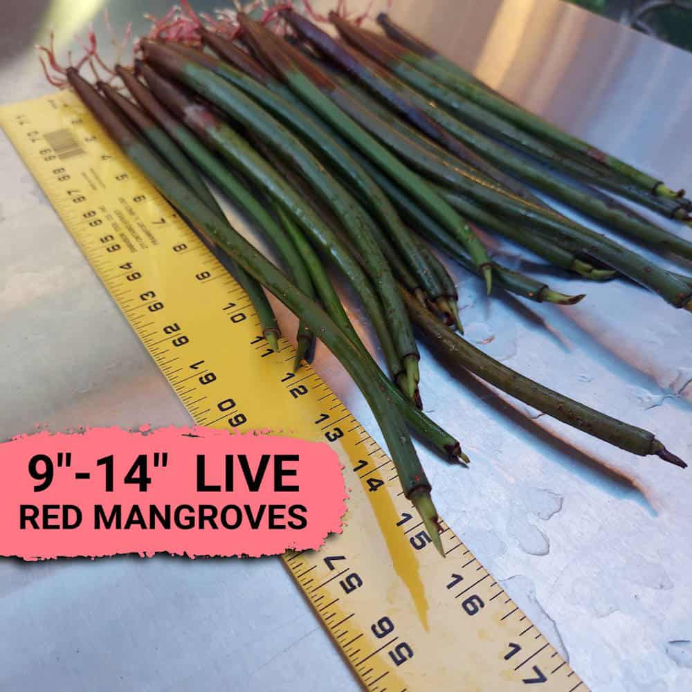 9"-14" Red Mangroves With Roots, No Leaves
