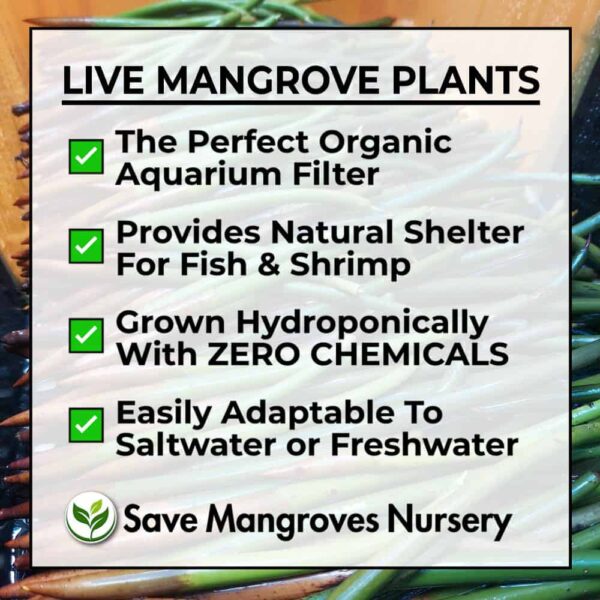 Red & Oriental Mangrove Combo Bundle - Image 4