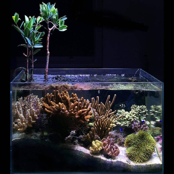 Red & Oriental Mangrove Combo Bundle - Image 2