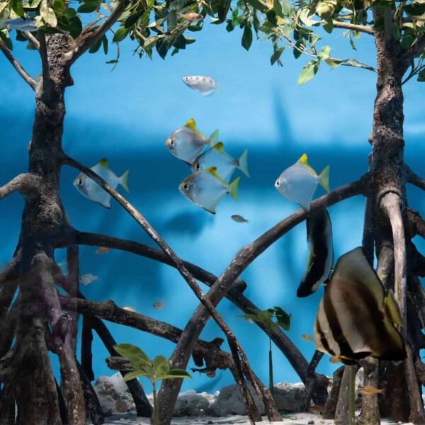 Red & Oriental Mangrove Combo Bundle - Image 3