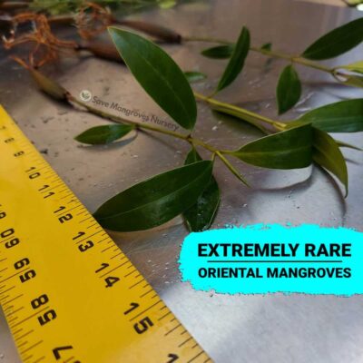 [RARE] Orange Oriental Mangroves 12"-18" Plants